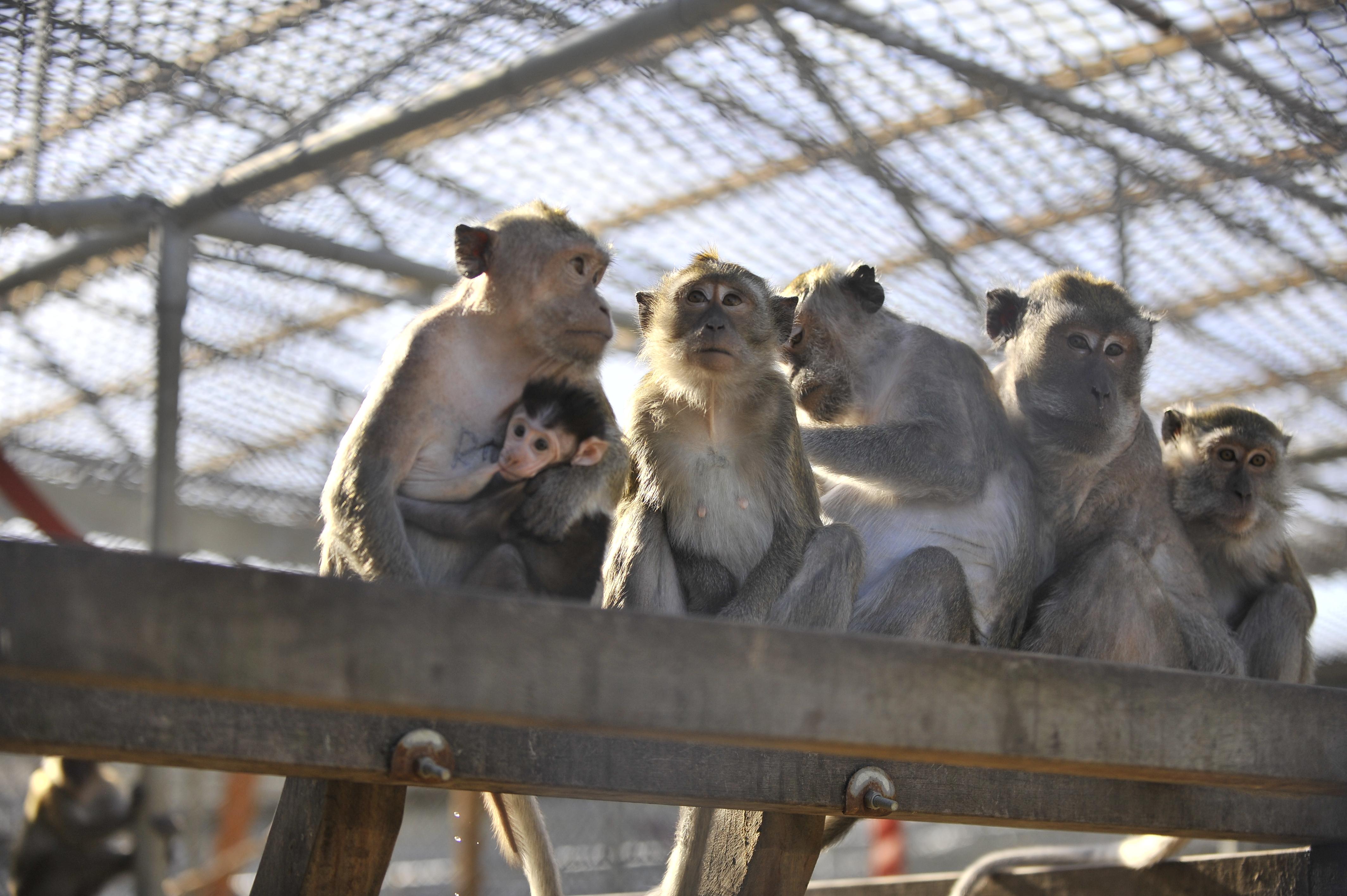 Behavior Enrichment Macaques 洋書 Enrichment | Macaques